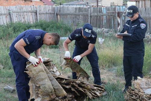 Тарваганы 1410 арьс хадгалж байсныг илрүүлжээ